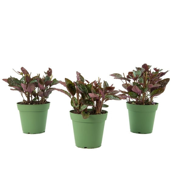 Plant with Purpose 4 in Hemigraphis Purple Waffles Live Houseplant with Indirect Sun - 3 Piece