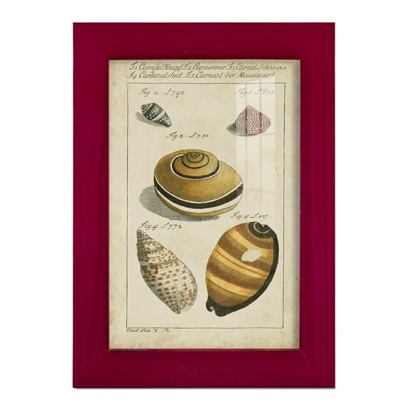 Vintage Shell Study IV -Framed Print w/glass-Cherry Red
