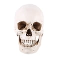 thumbnail image 3 of Modelo De Dibujo, Modelo De Calavera Artística, Para Bar Night Club ANGGREK Otros, 3 of 8
