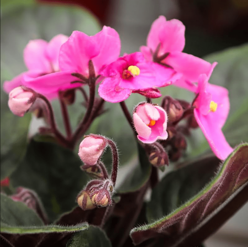 Light Pink Africa Violets Live Plant for Planting Indoor Outdoor, Light Pink Blooming Violet, Africa Violet Flowers, 4 Inch Pot