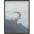 thumbnail image 1 of PixonSign Framed Wall Art Print Long Horned Ram on Mountain Cliff Animals Wilderness Photography Realism Modern Portrait Relax/Calm Blue Duotone for Living Room, Bedroom, Office - 12"x16" BLACK, 1 of 6
