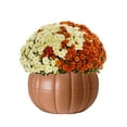 thumbnail image 2 of (2 pack) Better Homes & Gardens 3.0QT Tricolor Mum Live Plant in Orange Pumpkin Planter Full Sun, 2 of 7