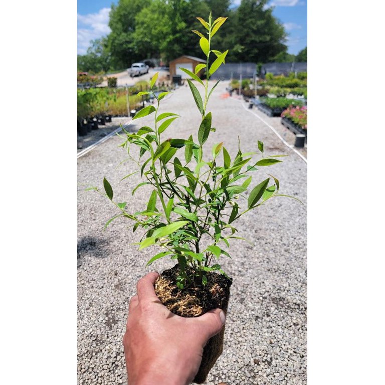 Blueberry Plant, Pink Lemonade (2 Plants)