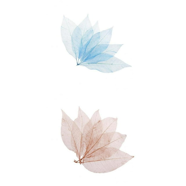 yuksok 100Pcs Natural Magnolia Skeleton Leaf Card Scrapbook Leaves Blue and Brown