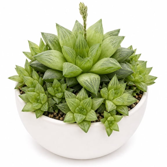 Haworthia Retusa Live Succulent in 2 Inch Pot, Rare Window Haworthia, Small Indoor Houseplant for Fairy Gardens and Plant Collections