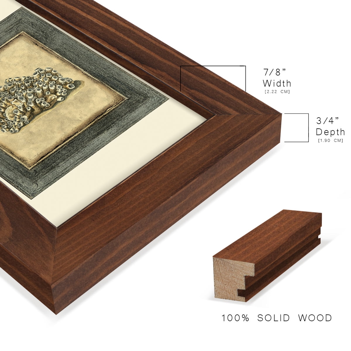 Mini Exotic Coral I (U) - Framed Print w/glass - Chestnut