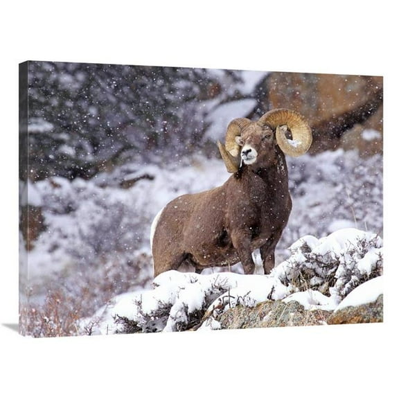 36 in. Bighorn Ram in Winter Art Print - Vic Schendel
