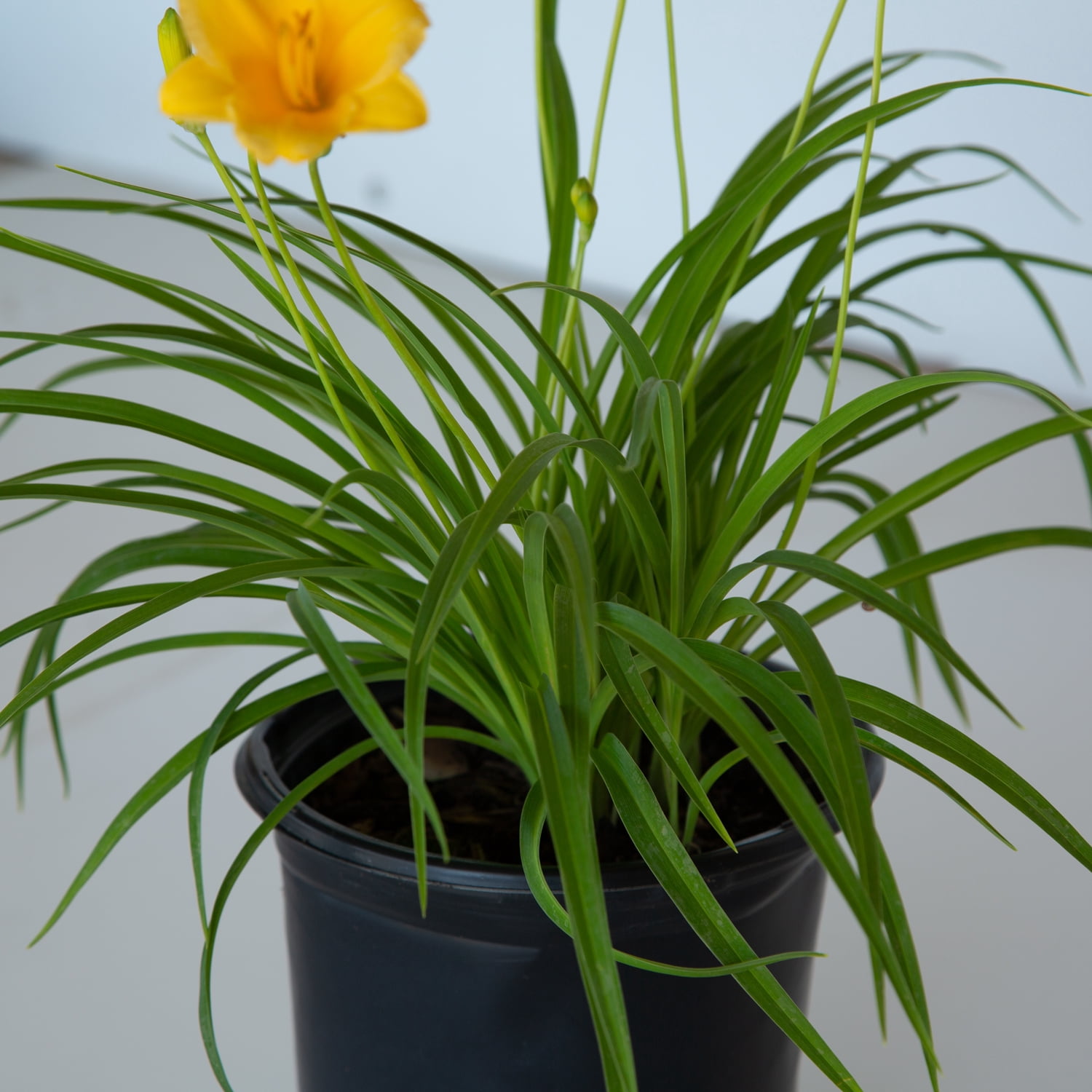 Expert Gardener Stella De Oro Daylily Live Outdoor Plant, 2.5 qt Grower Pot, Yellow Blooming Perennial, Full Sun