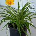 thumbnail image 5 of Expert Gardener Stella De Oro Daylily (2.5 Quart) Yellow Blooming Perennial - Full Sun Live Outdoor Plant, 5 of 9