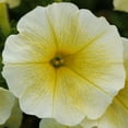 Harris Seeds Petunia Easy Wave Yellow F1 Seed, Annual, True Yellow, 6 ...
