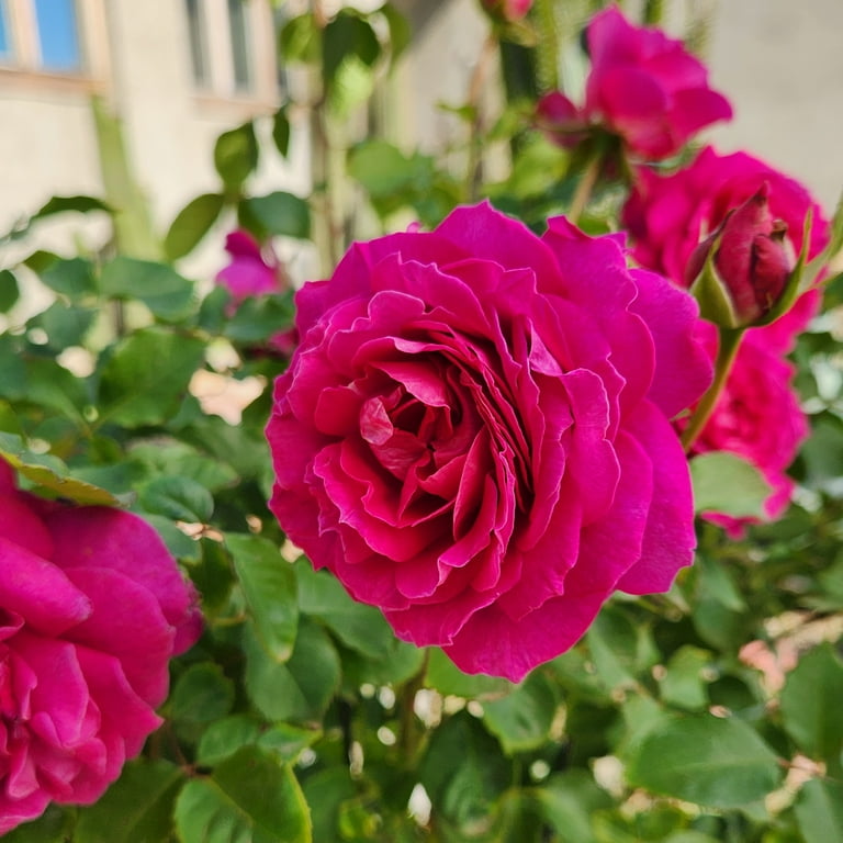 Free Shipping! 'True Serenity' PP28929 Pink Rose Bush | 8qt Free Shipping! 'True Serenity' PP28929 Pink Rose Bush | 8qt