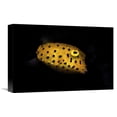 thumbnail image 1 of Global Gallery Barathieu Gabriel,'Yellow Boxfish' Stretched Canvas Artwork, 1 of 3