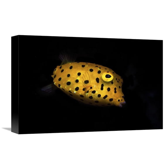 Global Gallery Barathieu Gabriel,'Yellow Boxfish' Stretched Canvas Artwork