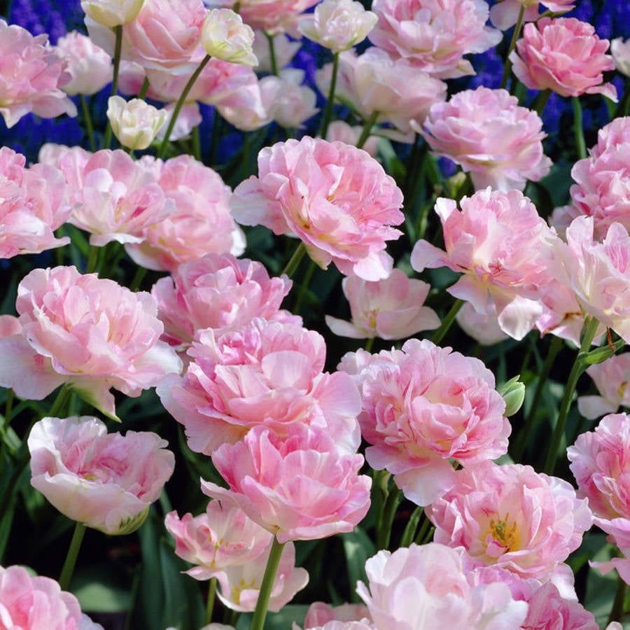 Van Zyverden Tulips Angelique Set of 12 Bulbs Pink Part Sun