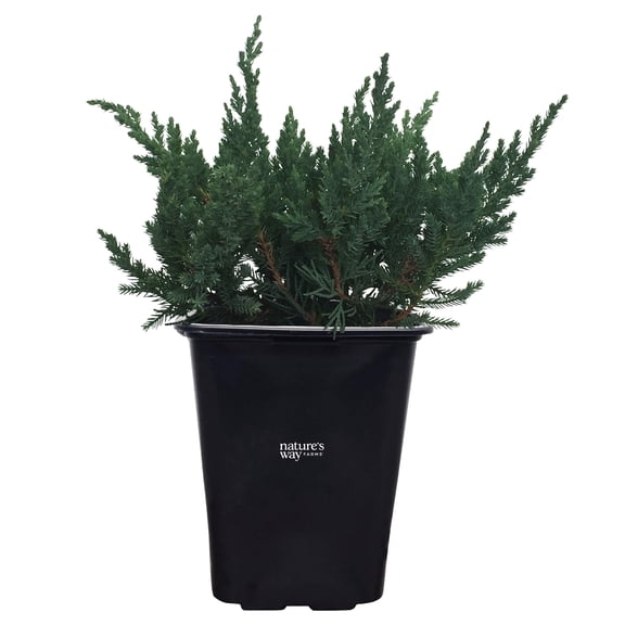 Nature's Way Farms Juniper Parsonii Outdoor Live Plant (18-24 in. Tall) in Grower Pot