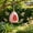 Pink, variant on Bird Nest Adorable Egg-Shaped - Washable Parakeet Cage Accessories,Durable Small Bird Hammock Hut with Warm Hideout for Lovebirds, Canaries, Budgies
