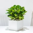 thumbnail image 3 of Peperomia Thailand | Baby Rubber Plant, 3 of 9