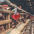 thumbnail image 4 of unbranded 5Ud Bebedero Ajustable Para Gallinas Con Conexión A Doméstica Y Para Suministro, 4 of 8