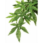 Exo Terra Silk Terrarium Plant, Large, Abutilon