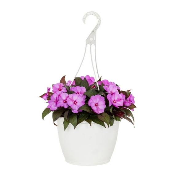 Expert Gardener 1.5gal Pink New Guinea Impatiens Live Annual Plant Decorative Pot Sun