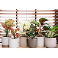 thumbnail image 2 of Gardenera Labs Gardenera Labs Aglaonema Plant Potting Soil - Enhance Foliage Beauty and Health with Professional Grade Nutrient-Rich Mix - 3 Quart, MAIN-AGLAONEMA-3QT, 2 of 6