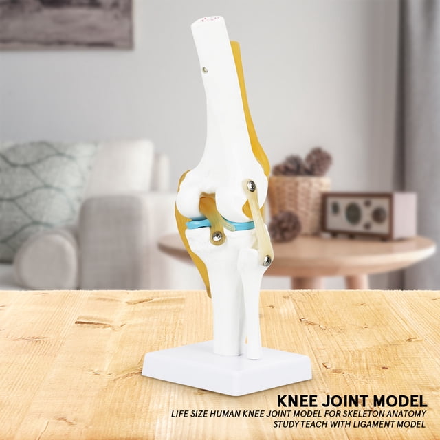 Modelo de articulación de rodilla modelo de simulación de articulación de rodilla de tamaño real vívido para aprender aficionados a los huesos humanos de la articulación de LHCER Otros