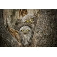 thumbnail image 2 of Ghizzi Panizza, Alberto 14x11 Black Ornate Wood Framed with Double Matting Museum Art Print Titled - Civ and Civ, 2 of 4