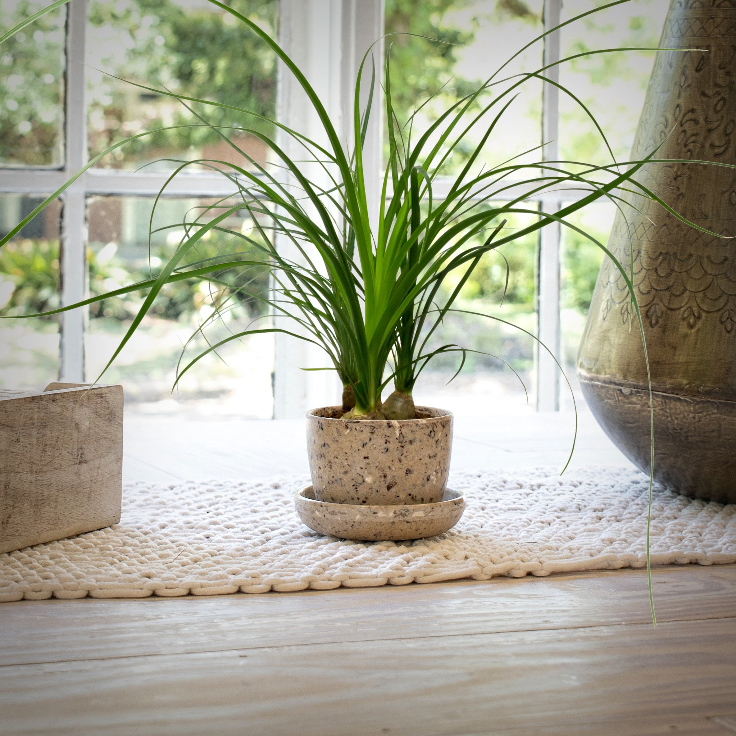 4 in. Ponytail Palm Plant in Grower Container (3-Pack)