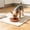 Orange, variant on Round Pet Food Plate Snack Dish for Cats Dogs, Shallow Wide Cat Feeding Bowl, Easy Clean Plastic Pet Dish for Dry Wet Food Treats, Stackable Feeding Bowl for Small Medium Pets Kittens