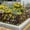 Brown, variant on Interlocking Hollowed-Out Lattice Pattern Garden Fence, Modern Decorative Landscape Border with Wood Grain Finish, for Flower Beds, Lawns & Pathways