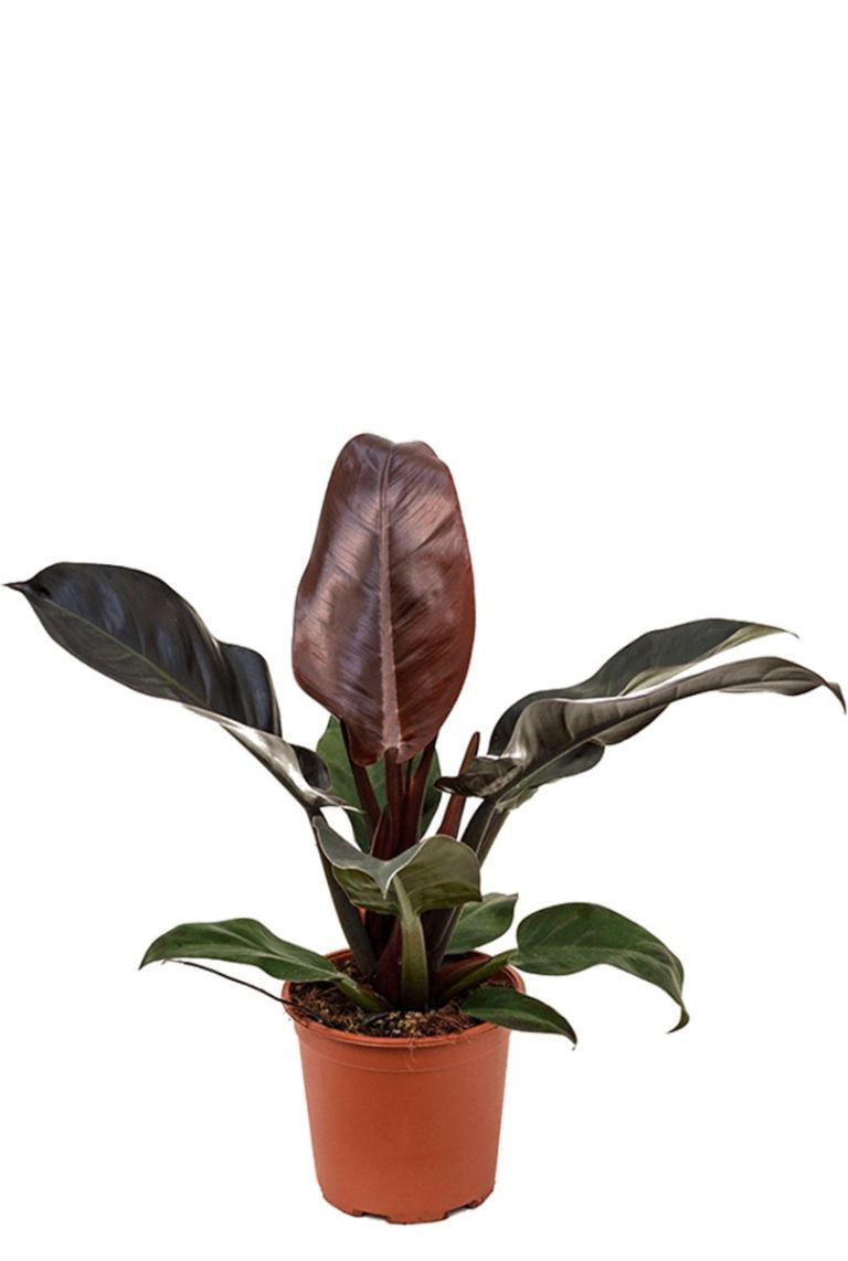 Imperial Red Philodendron - From Collector's Series - - Walmart.com