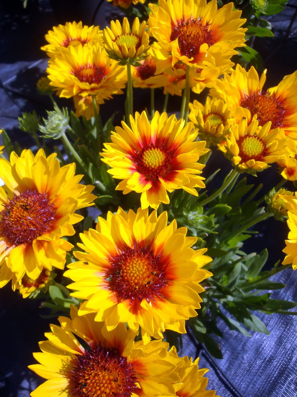 Sunset Sunrise Blanket Flower Perennial Gaillardia Quart Pot