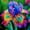 D, variant on Iris For Planting - Suitable for Courtyard Gardening - Deer Resistant Variegated Foliage Plants for Borders - Plant Hangers