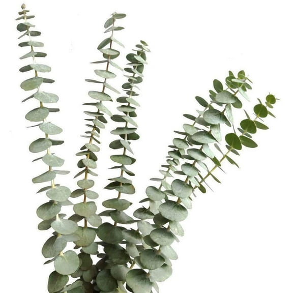 Dried Real Eucalyptus Branches 12 Stems, Natural Eucalyptus Leaves for Arrangement Wedding Home Decor
