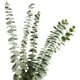 thumbnail image 1 of Suministros de jardinería 12 ramas secas de eucalipto verdadero, hojas de eucalipto natural para la decoración del hogar de la boda Zhivalor WRJM-432, 1 of 4