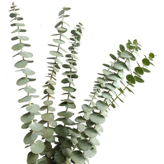 Ramas de eucalipto reales secas, 12 tallos, hojas de eucalipto natural para arreglos, bodas, decoración del hogar Ormromra WRJM-432