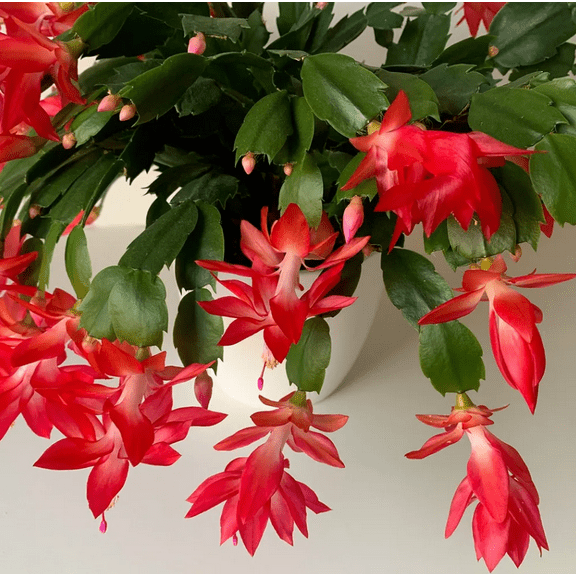 Red Thanksgiving Cactus Plant Live for Planting, Holiday Cactus Flower Schlumbergera Succulent Plant for Indoor Outdoor 4-7" Tall in 2 Inch Pot