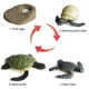 thumbnail image 3 of Figuras de acción de PVC para niños, modelos de animales de simulación, minifiguras de gallo, hormiga, rana, tortuga, mosquito, ciclo de crecimiento, 3 of 7