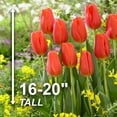 thumbnail image 4 of Garden State Bulb Triumph Orange Juice Tulip Flower Bulbs, 12/+ cm (Bag of 100), 4 of 8