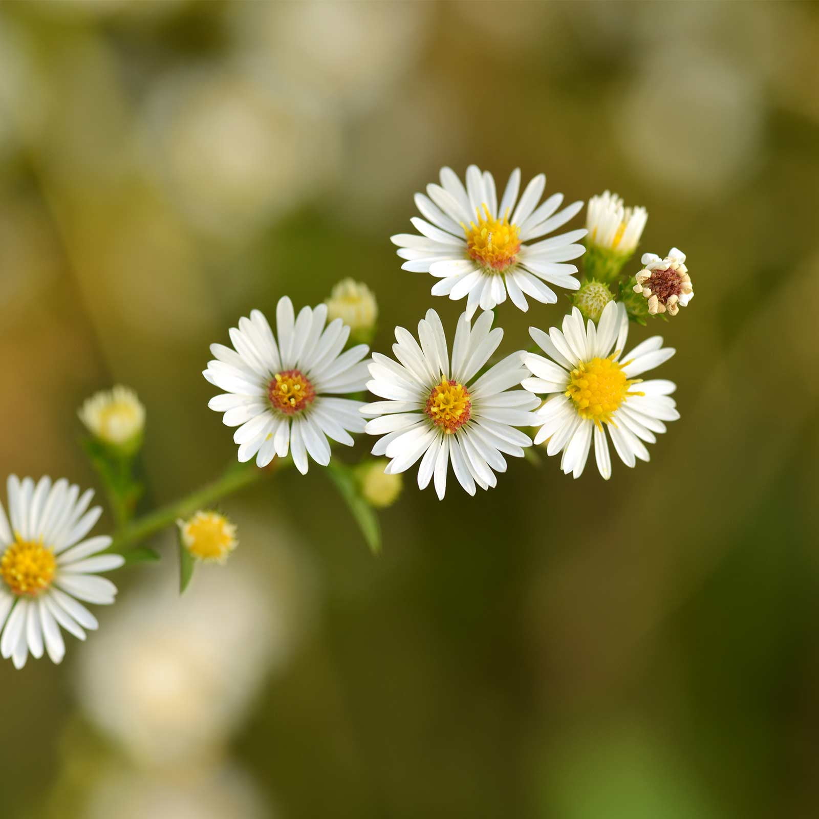 Roman Chamomile Herb Garden Seeds 500 Mg Packet 5000