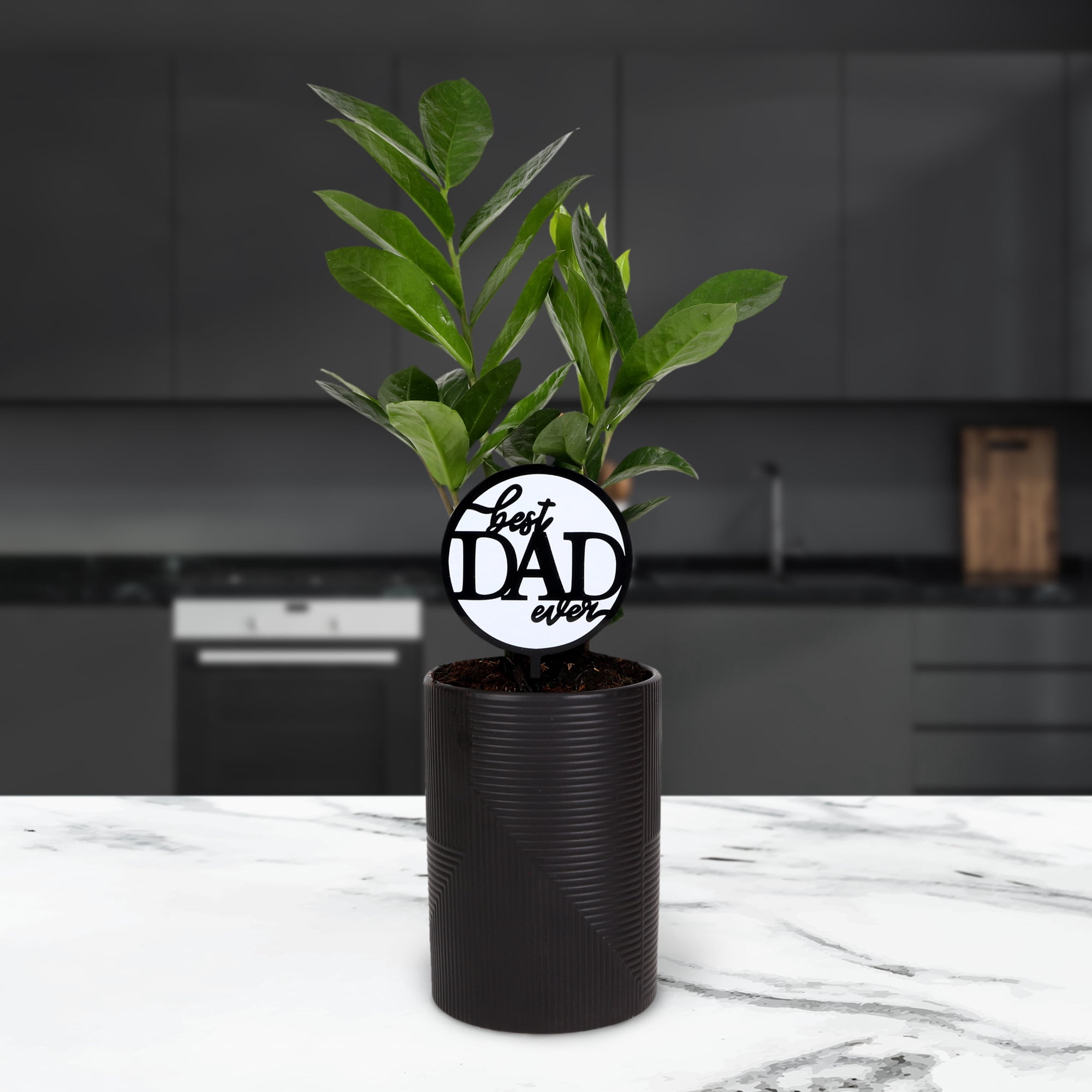 Green Circle Growers 5in ZZ Plant in Ceramic Pot – Low Maintenance Indoor Plant - Best Dad Ever Pick