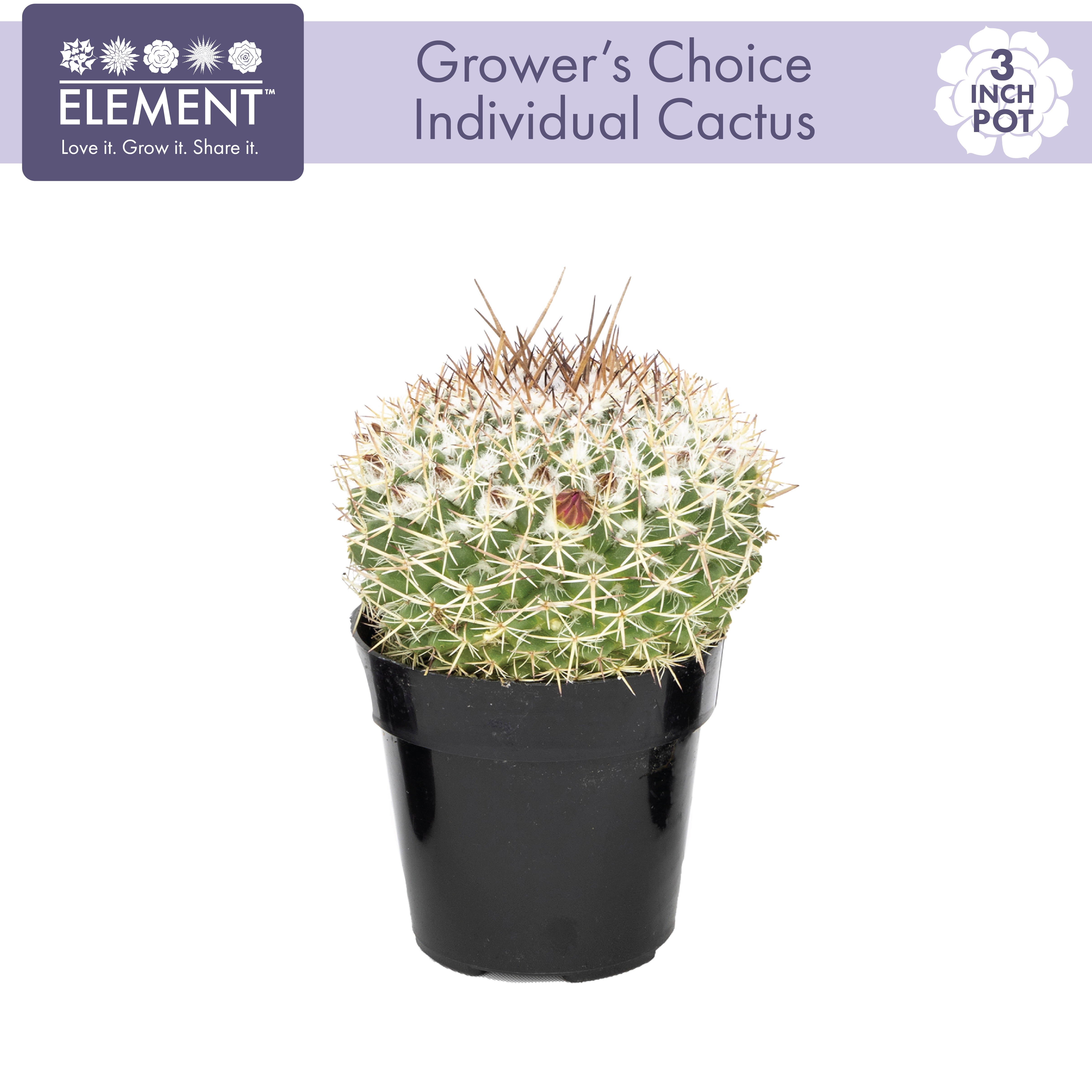 (3 pack) "Element Grower's Choice Cactus Live Plant in 3"" Grower Pot