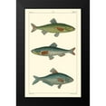 thumbnail image 2 of Pretre 10x14 Black Modern Framed Museum Art Print Titled - Freshwater Fish III, 2 of 5