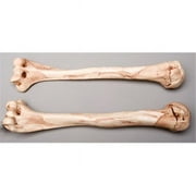 Aged Humerus Bones Left and Right