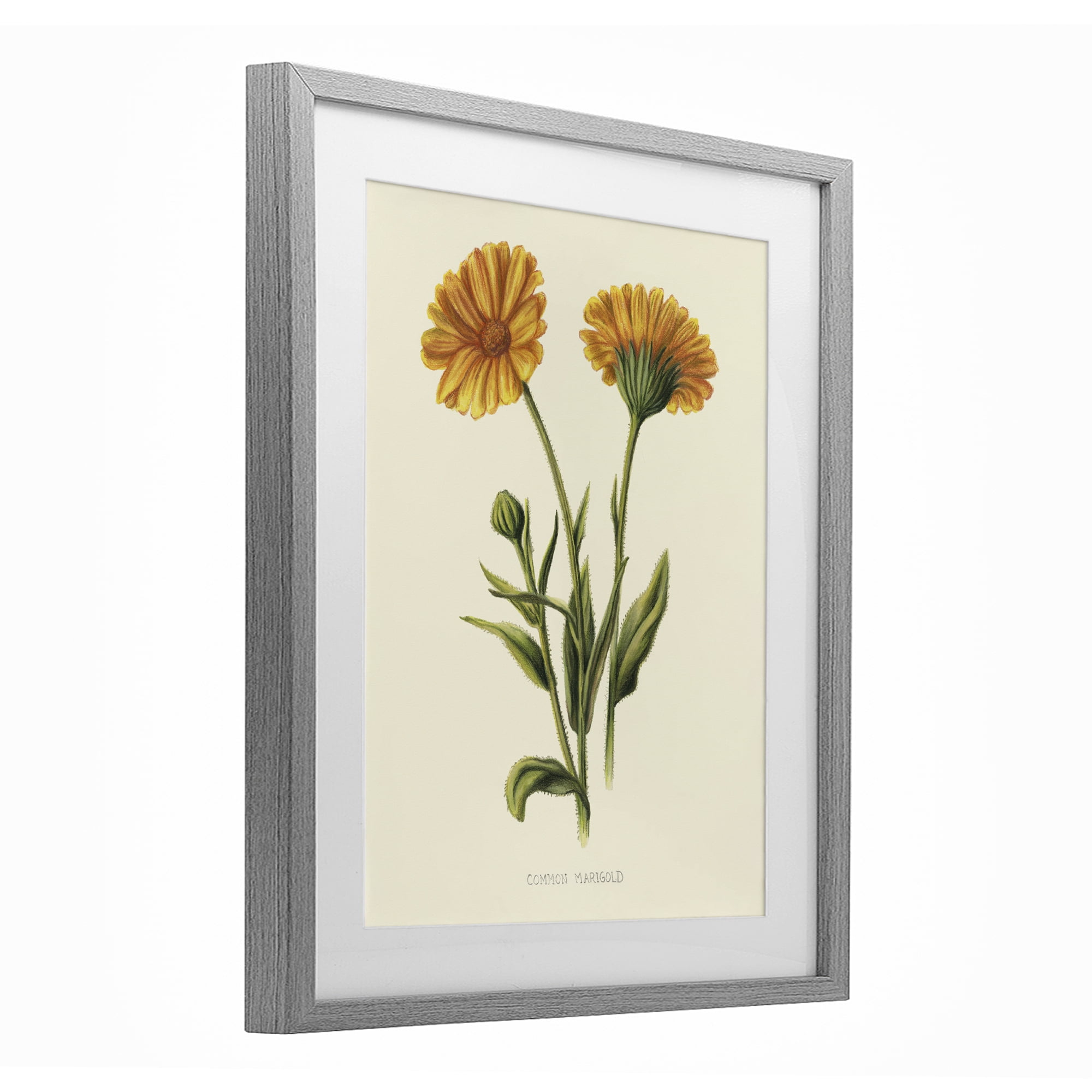 Stupell Industries Twin Marigold Blooms Gray Framed Print Under Glass, design by Connie Resch