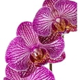 thumbnail image 3 of Orquídea phalaenopsis por pieza, 3 of 4