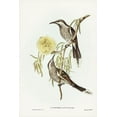 thumbnail image 2 of Gould, John 17x24 Gold Ornate Wood Framed with Double Matting Museum Art Print Titled - Lunulated Wattle Bird-Anthochaera lunulata, 2 of 4