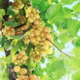 thumbnail image 2 of Oh My! Muscadine Grape Dormant Bare Root Fruiting Starter Vine (1-Pack), 2 of 4