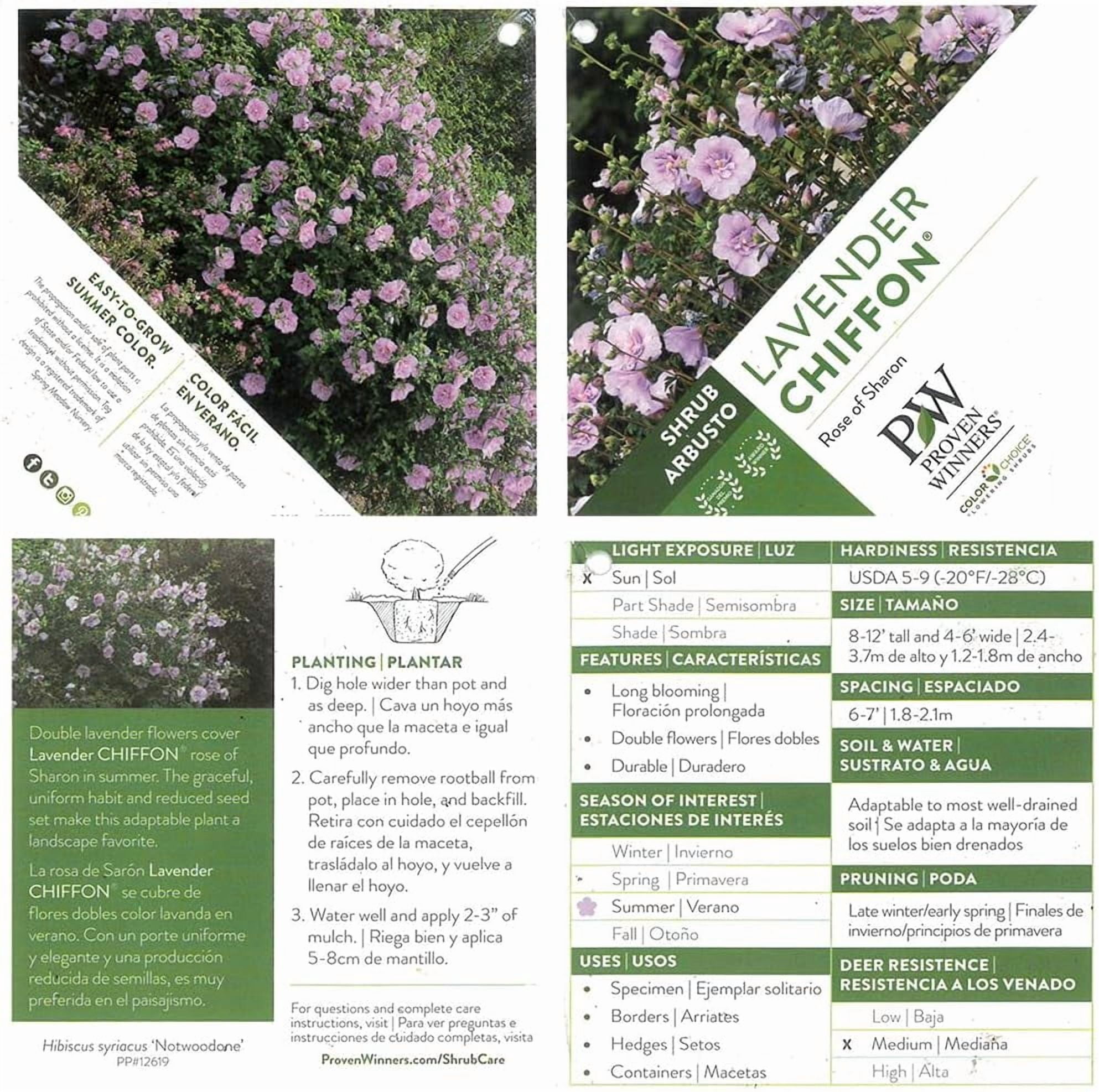 Proven Winners ColorChoice Dark Lavender Chiffon Hibiscus Live Shrub (2 Gallon)