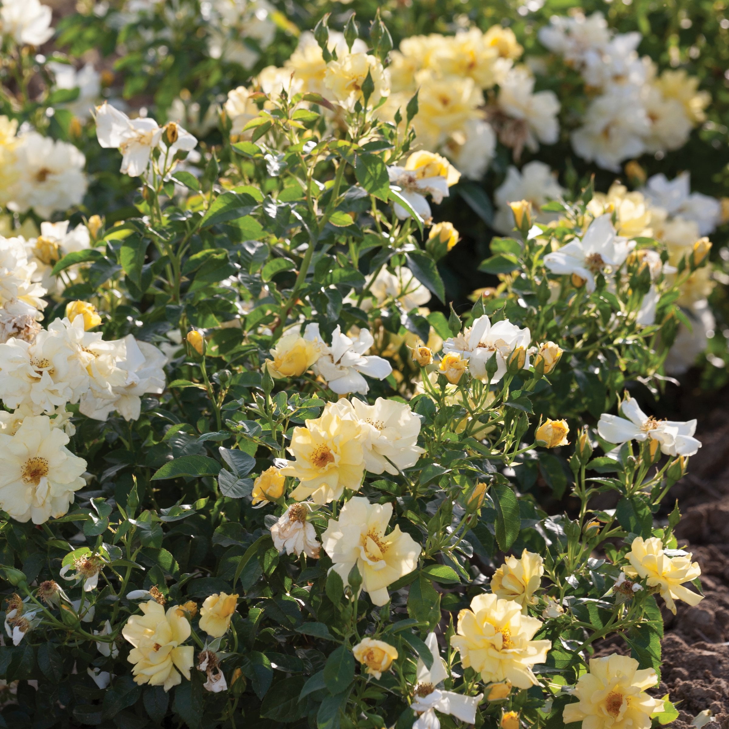 National Plant Network 3 gal. Drift Rose Lemon